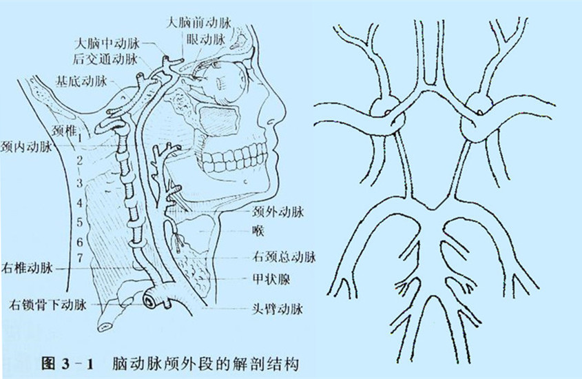 腦動(dòng)脈顱外段的右側(cè)面圖Willis環(huán)的模擬圖.jpg